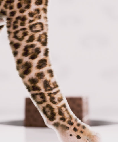 The Hot Spot Cheetah PR Box - Worth £406