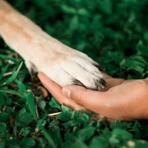 Pure Nature Dog Nose & Paw Balm - 75ml